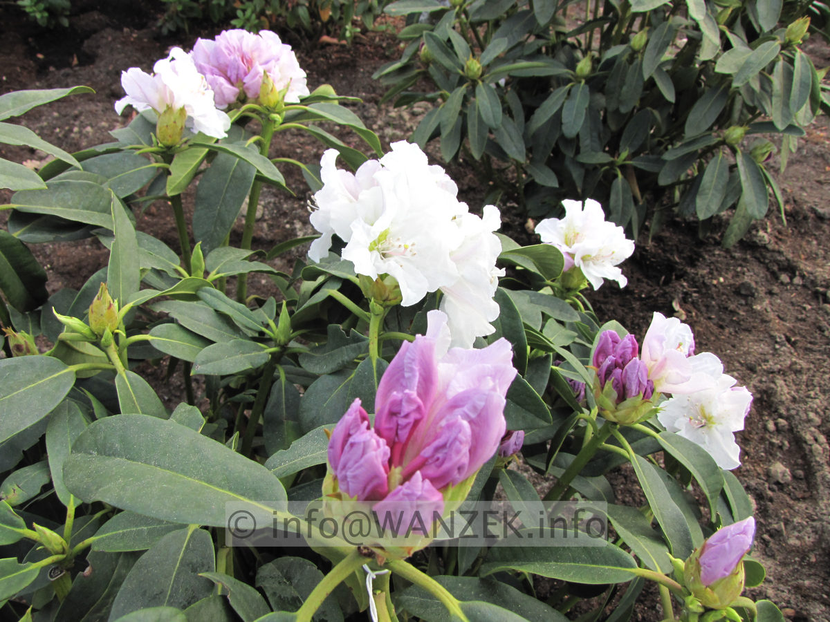 Rhododendron Eskimo.JPG